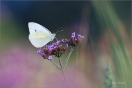 <p>BĚLÁSEK ŘEPOVÝ (Pieris rapae) ---- /Small white - Kleiner Kohlweißling/</p>